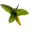 image:imageNeoregelia Cheers Bromeliad