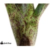 image:imageNeoregelia Red Dot Bromeliad