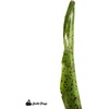 image:imageNeoregelia Red Dot Bromeliad