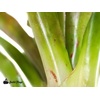 image:imageNeoregelia Superball Bromeliad
