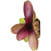 image:imageNeoregelia Zoe Bromeliad