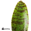 image:imageNeoregelia ampullacea San Diego WBC 94 Bromeliad