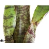 image:imageNeoregelia ampullacea San Diego WBC 94 Bromeliad