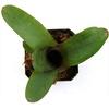 image:imageNeoregelia smithii Bromeliad