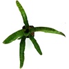 image:imageNeoregelia zonata Bromeliad