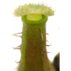 image:imageNepenthes Alata Pitcher Plant