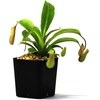 image:imageNepenthes Alata Pitcher Plant