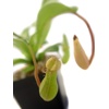 image:imageNepenthes Alata Pitcher Plant