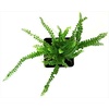 image:imageNephrolepsis cordifolia Lemon Button Fern