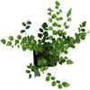 image:imagePellaea rotundifolia Button Fern