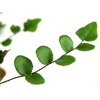 image:imagePellaea rotundifolia Button Fern