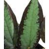 image:imagePellionia repens