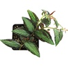 image:imagePellionia repens