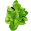 image:imagePeperomia Cupid