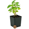 image:imagePeperomia Cupid