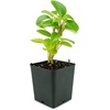 image:imagePeperomia Cupid