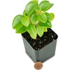 image:imagePeperomia Cupid