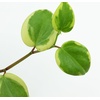 image:imagePeperomia scandens Variegata