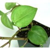image:imagePeperomia trinervulaGreen