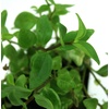 image:imagePeperomia trinervulaWhite