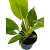 image:imagePhilodendron Moonlight 4 Pot