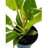 image:imagePhilodendron Moonlight 4 Pot