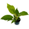 image:imagePhilodendron Moonlight 4 Pot