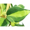 image:imagePhilodendron cordatum Brasil