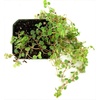 image:imagePilea Tiny Tears