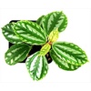 image:imagePilea cadierei Aluminum