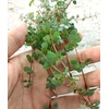 image:imagePilea glauca Red Stem Tears