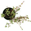 image:imagePilea glauca Red Stem Tears