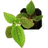 image:imagePilea involucrata Moon Valley