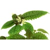 image:imagePilea involucrata Moon Valley
