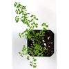 image:imagePilea microphylla Artillery