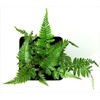 image:imagePolystichum tsussimense Korean Rock Fern