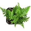 image:imagePolystichum tsussimense Korean Rock Fern