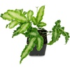image:imagePteris cretica AlboLineata  Silver Ribbon Fern