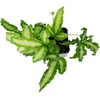 image:imagePteris cretica AlboLineata  Silver Ribbon Fern