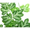 image:imagePteris ensiformis Evergemiensis  Variegated Brake Fern