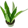 image:imageSansevieria zeylanica MotherinLaws Tongue Snake Plant  4 Pot4 Pot