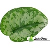 image:imageScindapsus pictus  Silver Pothos25 Pot