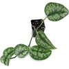 image:imageScindapsus pictus  Silver Pothos25 Pot