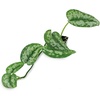 image:imageScindapsus pictus  Silver Pothos25 Pot