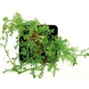 image:imageSelaginella Uncinata Peacock Spikemoss