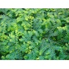 image:imageSelaginella Uncinata Peacock Spikemoss