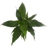 image:imageSpathiphyllum Growers Choice
