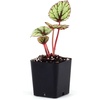image:imageSprig amp Stone Begonia Fedor
