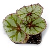 image:imageSprig amp Stone Begonia Fedor