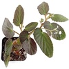 image:imageSprig amp Stone Begonia Single Plant1 Plant